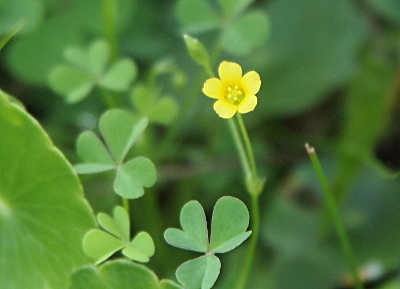 [The one all-yellow flower bloom has five petals and yellow stamen. Surrounding it are many three-petal clover-shaped leaves.]
